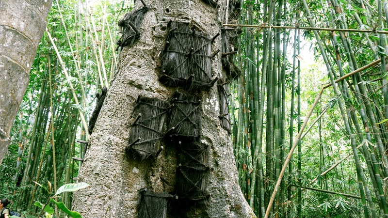 Illustration for article titled Bienvenidos a Toraja, el lugar donde entierran a los niños en el interior de los árboles